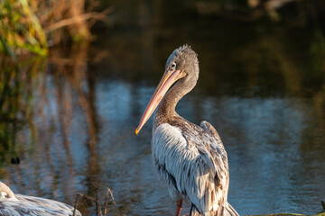A young grey pelican stands at the water's edge, its plumage catching the golden light of dusk. This captivating image showcases the beauty of Indian wildlife.