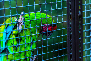 A vibrant Military Macaw climbs the wire mesh of its cage, its colorful plumage contrasting with...