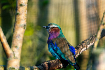 A vibrant Lilac-breasted Roller perches on a branch, its colorful plumage on full display against a soft, natural background.