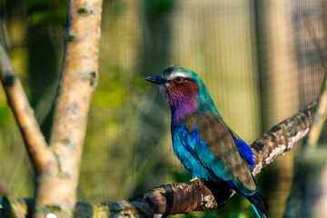A vibrant Lilac-breasted Roller perches on a branch, its colorful plumage on full display against a soft, natural background.