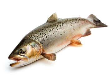Naklejka premium Rainbow trout isolated on a white background