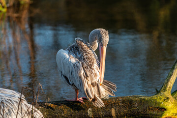 A young spot-billed pelican preens its feathers on a log at the edge of a tranquil Indian waterway. The golden light of dusk highlights its plumage.