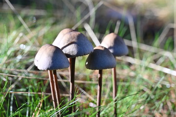 Sierra del Rinc&oacute;n , de setas 