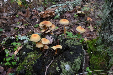 Sierra del Rincón , de setas 