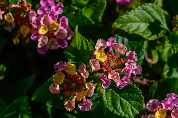 Vibrant clusters of lantana blossoms adorn a verdant garden in full bloom during the sunny afternoon