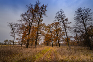 A forest with trees that are mostly brown and yellow