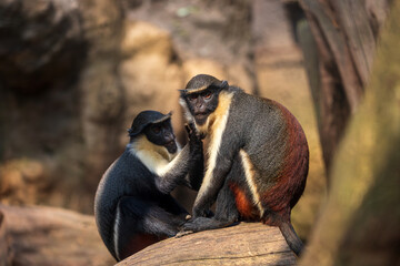 Pair of Diana monkeys, Cercopithecus diana