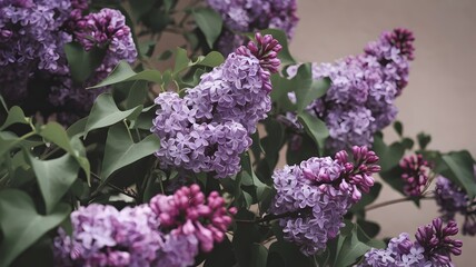Lilac bush with purple flowers in pyramid shape and soft focus