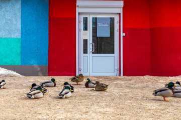 birds, pigeons and ducks sit near a grocery store on a sunny spring day