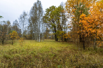 A field of grass with trees in the background