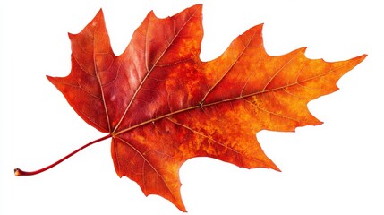 Obraz premium Single Red Maple Leaf with Visible Veins, Autumn, Fall foliage, maple, leaf