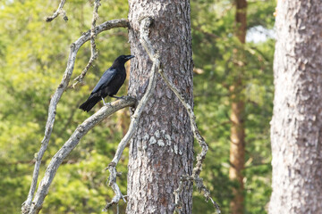 Common raven chick perching on a large Pine tree during a spring day in a boreal forest in Estonia