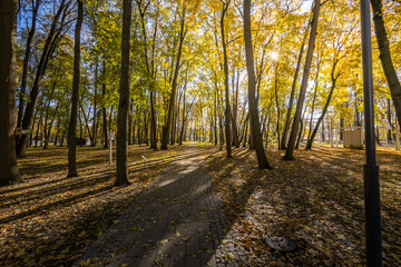 A path through a forest with trees in the background