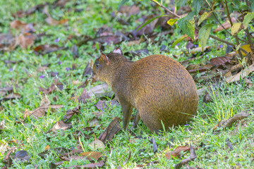 A Central American Agouti in Monteverde Costa Rica