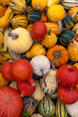 Colourful pumpkins in the arboretum in autumn