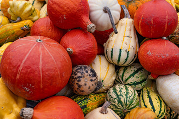 Colourful pumpkins in the arboretum in autumn
