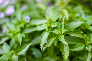 Close up fresh basil plant in the small garden