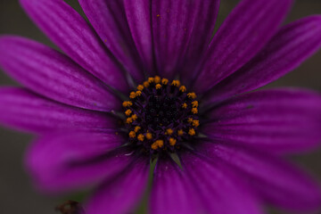 Obraz premium photographs of flowers with nature and color, beauty and delicacy of each petal in its maximum splendor.