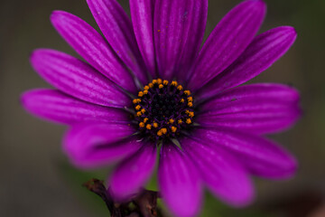 photographs of flowers with nature and color, beauty and delicacy of each petal in its maximum splendor.