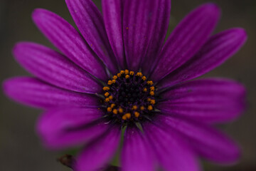 Obraz premium photographs of flowers with nature and color, beauty and delicacy of each petal in its maximum splendor.