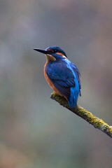 Close-up of a kingfisher