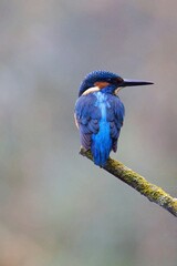 Close-up of a kingfisher