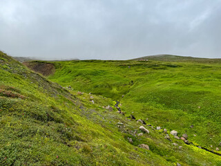 Obraz premium Akureyri, Iceland - August 9, 2024: Grazing sheep in the hillsides out side of Akureyri, Iceland 