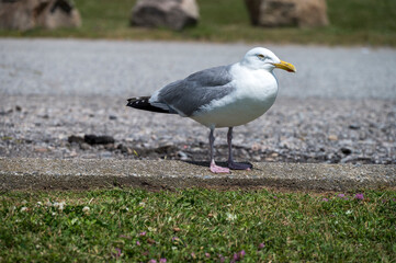 seagull on the beach