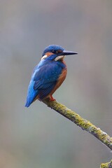 Close-up of a kingfisher