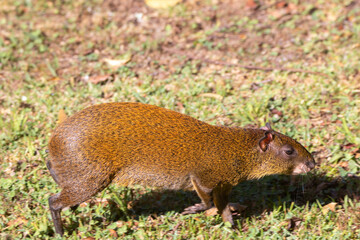 A Central American Agouti in Monteverde Costa Rica