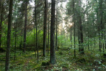 A late summer mixed boreal forest in rural Estonia, Northern Europe	