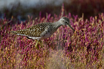 Bruchwasserläufer (Tringa glareola) in einer Salzwiese mit rotem Queller // Wood sandpiper in a salt marsh with red marsh samphire  