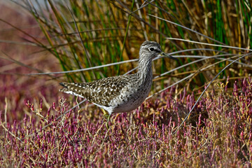 Wood sandpiper (Tringa glareola) in a salt marsh with red marsh samphire // Bruchwasserläufer in einer Salzwiese mit rotem Queller