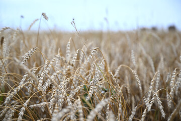 wheat, field, agriculture, nature, grain, crop, plant, grass, cereal, summer, farm, yellow, golden, harvest, sky, landscape, corn, food, rural, bread, gold, barley, natural, straw, seed