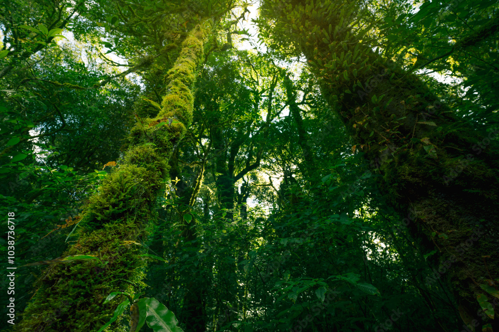 Wall mural bottom-up view of tree with moss and ferns growing along its trunk, sunlight filtering through lush 