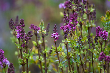 .photographs of flowers with nature and color, beauty and delicacy of each petal in its maximum splendor.