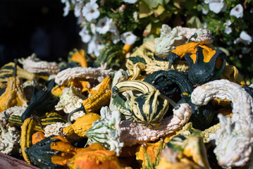 Colorful Assortment of Decorative Gourds
