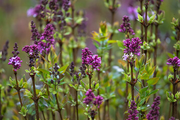 .photographs of flowers with nature and color, beauty and delicacy of each petal in its maximum splendor.