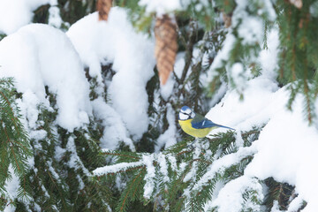 Naklejka premium A small Blue tit perched on snowy Spruce branch and looking behind its back on a winter day in Estonia, Northern Europe
