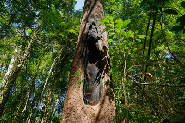 Tree struck by lightning in the forest