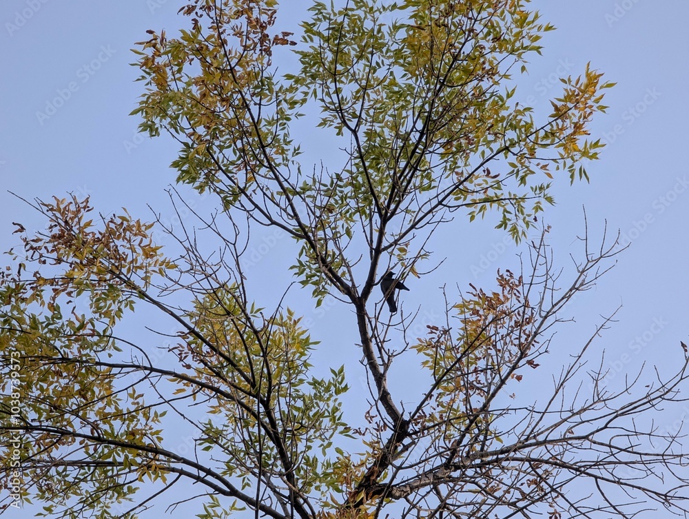 Sticker crows on branches on tree top on autumn day with sky in background