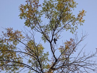 Crows on branches on tree top on autumn day with sky in background