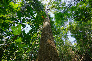 tree with sun rays in the forest