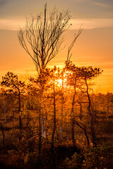 Naklejka premium sunset in the sw amp