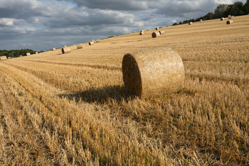 Fototapeta premium Round hay bales in harvested wheat field, Hurstbourne Tarrant, Hampshire, England, United Kingdom, Europe