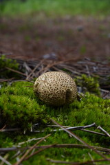 Cogumelos da Floresta de Moçambique Florianópolis