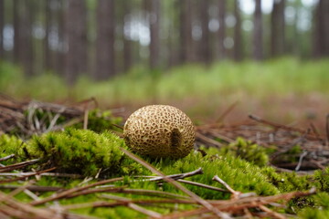 Cogumelos da Floresta de Moçambique Florianópolis