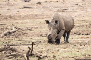 Fototapeta premium A rhino walks along the riverbank exposed by drought, surrounded by the dry landscape of the African bushveld. Captured on a safari game drive, this powerful animal reflects resilience