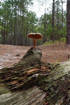 Cogumelos na Floresta - Galhos &Aacute;rvore - Florian&oacute;polis