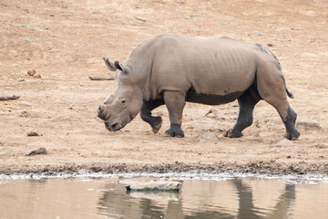 Obraz premium A rhino walks along the riverbank exposed by drought, surrounded by the dry landscape of the African bushveld. Captured on a safari game drive, this powerful animal reflects resilience